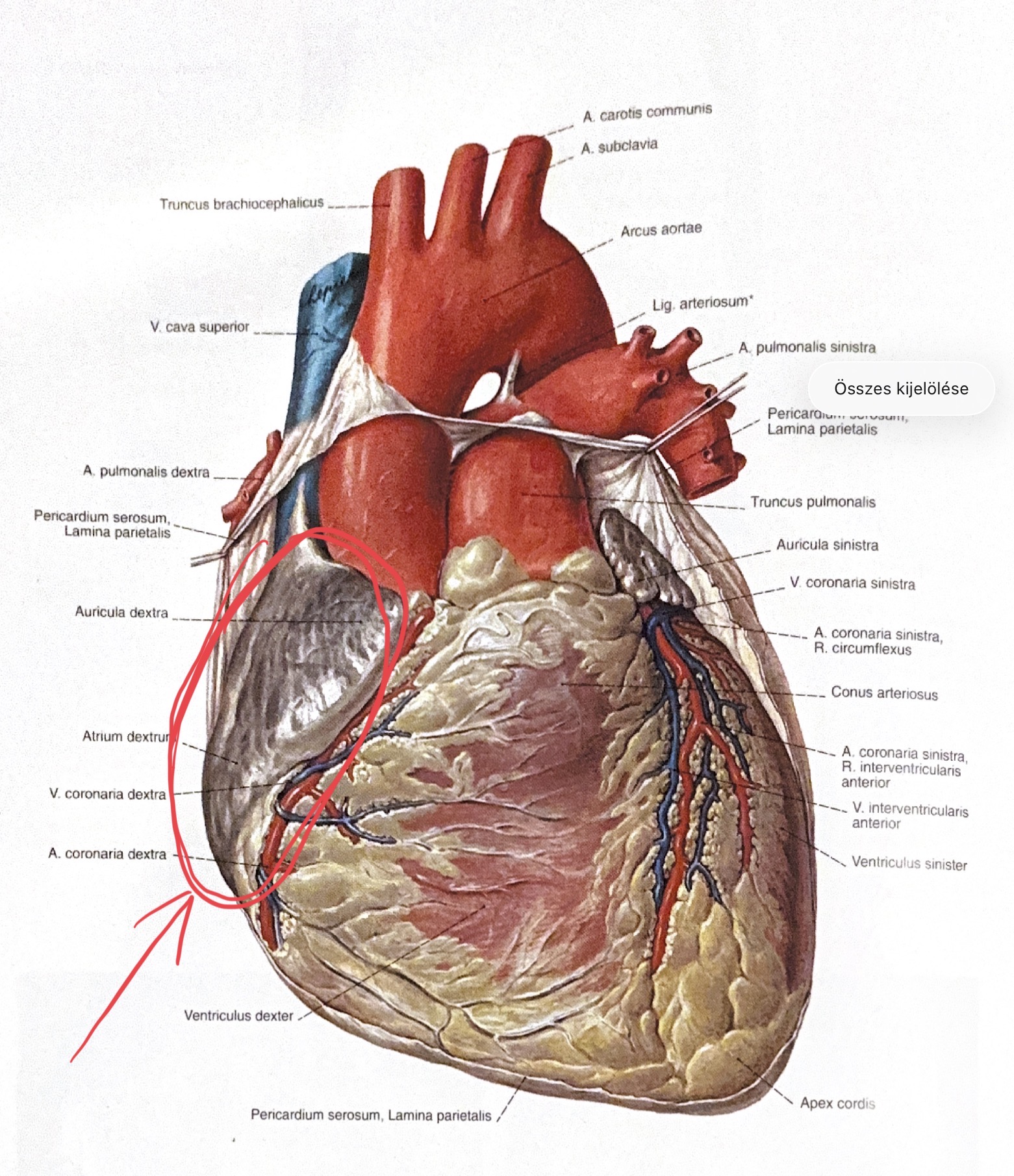 <p>Jobb pitvar fülcse</p>