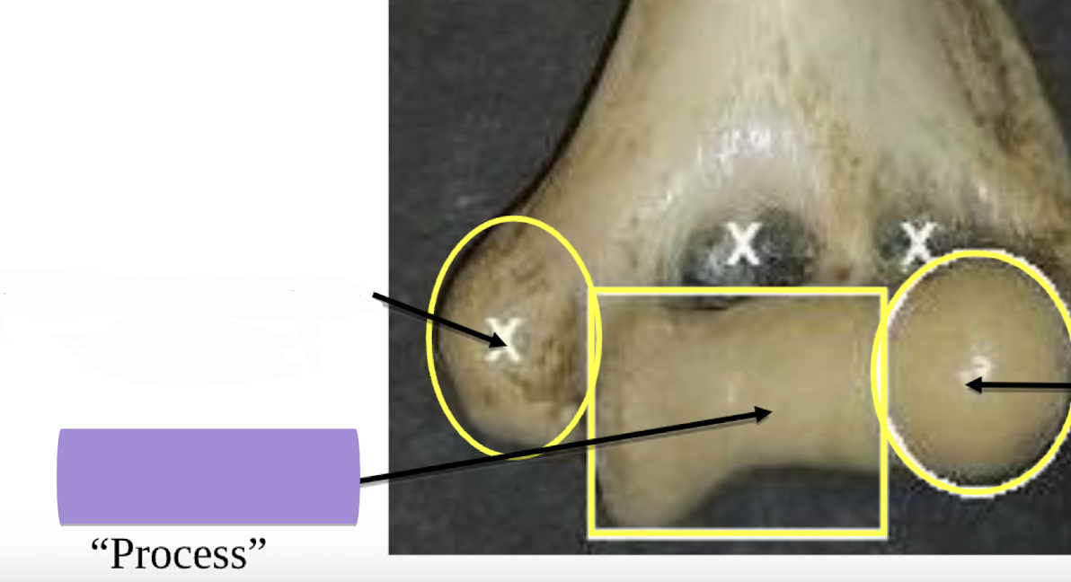 <p>Name this process </p>