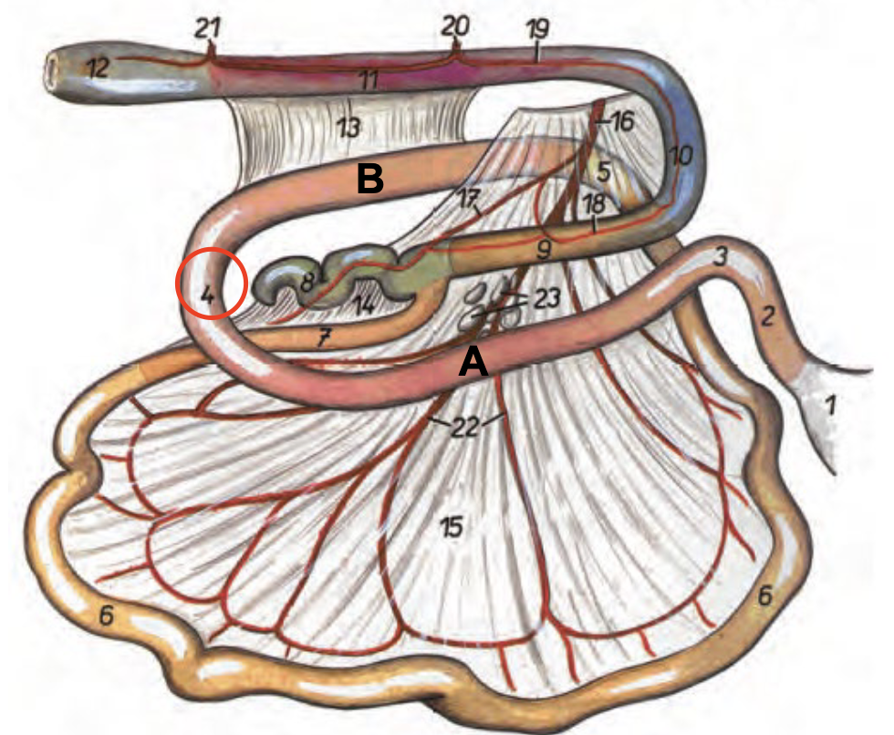 <p>Bakre krök på duodenum</p>