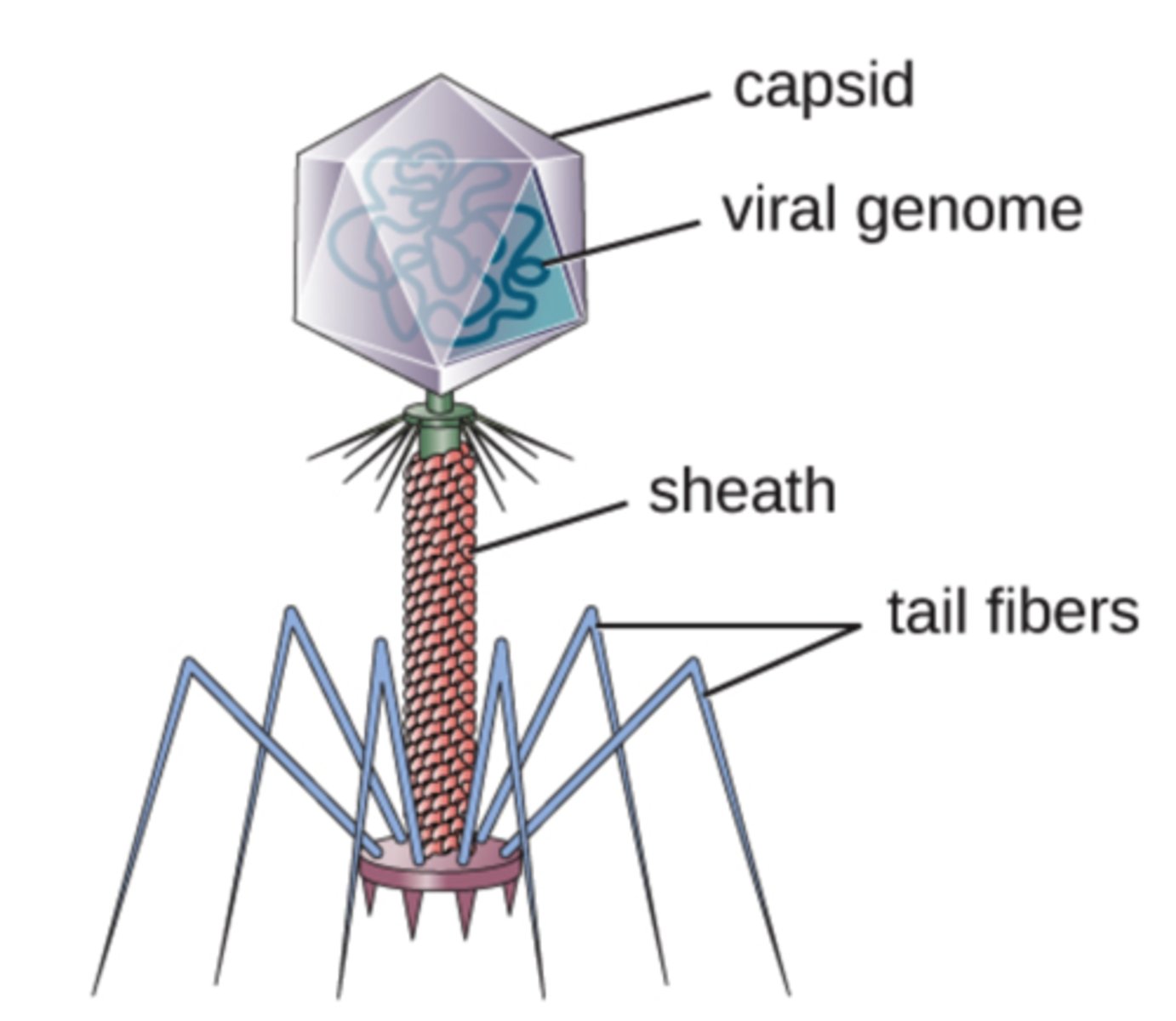 <p>capsid</p>
