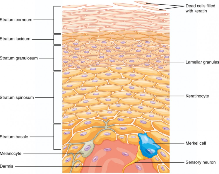 <ul><li><p>stratum corneum</p></li><li><p>stratum lucidum (THICK SKIN ONLY)</p></li><li><p>stratum granulosum</p></li><li><p>stratum spinosum</p></li><li><p>stratum basale</p></li></ul><p></p>
