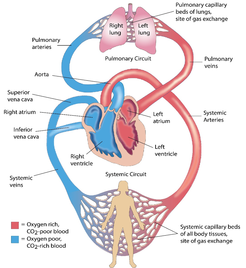 Cardiovascular Physiology Flashcards Knowt