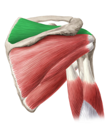 <p>What is the name of this Muscle?</p>