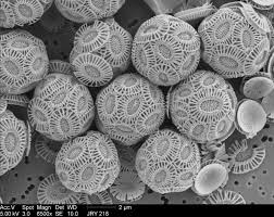 <p>Domain: Eukaryota</p><p>Kingdom: Chomralveolata (Algae like) </p>