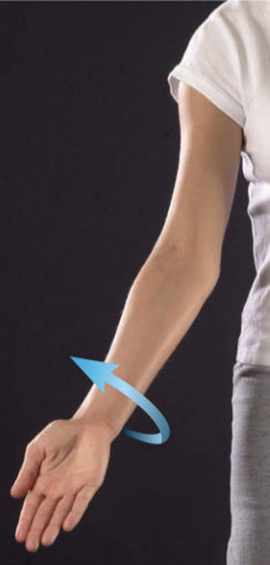 <p>making forearm supine</p>