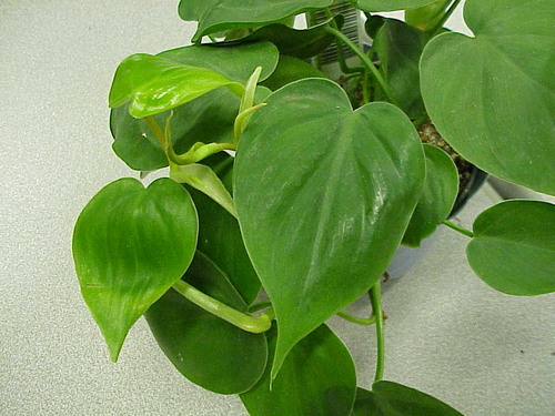 term image