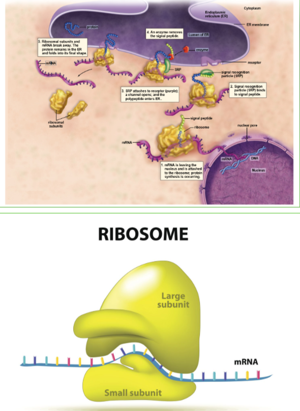 <p>F: Site for protein synthesis.</p><p class="E923 x-scope qowt-point-para-11" style="text-align: left">MCC: proteins</p>