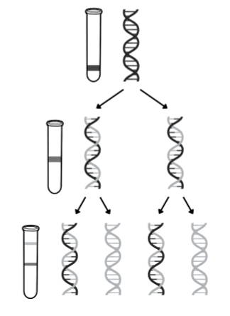 <ol><li><p>bacteria grown in medium containing heavy nitrogen (15N) so nitrogen is incorporated into DNA bases</p></li></ol><ul><li><p>DNA extracted and centrifuged → settles near bottom, as all DNA molecules contain 2 ‘heavy’ strands </p></li></ul><ol start="2"><li><p>bacteria transferred to medium containing light nitrogen (14N) and allowed to divide once </p></li></ol><ul><li><p>DNA extracted and centrifuged → settles in middle, as all DNA molecules contain 1 original ‘heavy’ and 1 new ‘light’ strand</p></li></ul><ol start="3"><li><p>bacteria in light nitrogen (14N) allowed to divide again</p></li></ol><ul><li><p>DNA extracted and centrifuged → half settles in middle, as contains 1 original ‘heavy’ strand and 1 new ‘light’ strand; half settles near top, as contains 2 ‘light’ strands&nbsp;</p></li></ul><p>other models (e.g. dispersive, conservative) not supported - bands would be in different places&nbsp;</p><p></p>