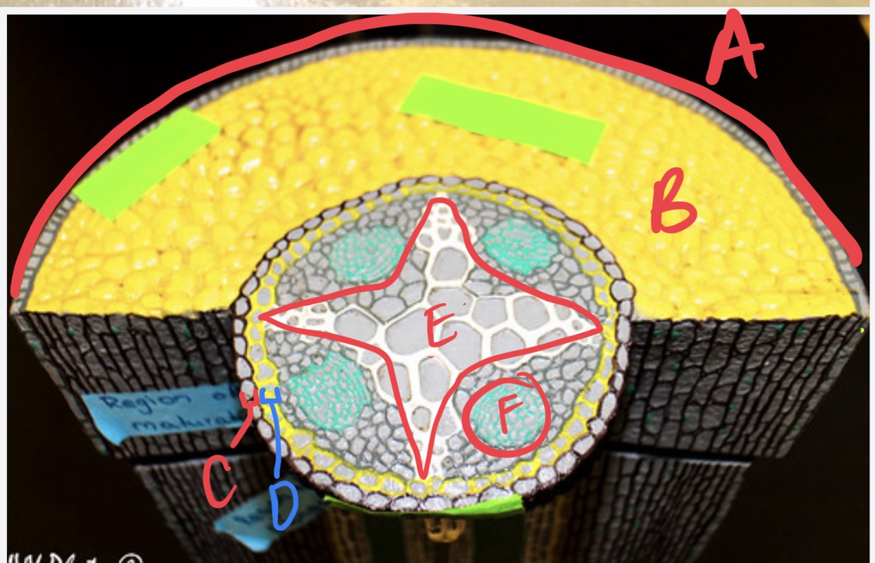 <ul><li><p>what is this model of?</p></li><li><p>label</p></li></ul>