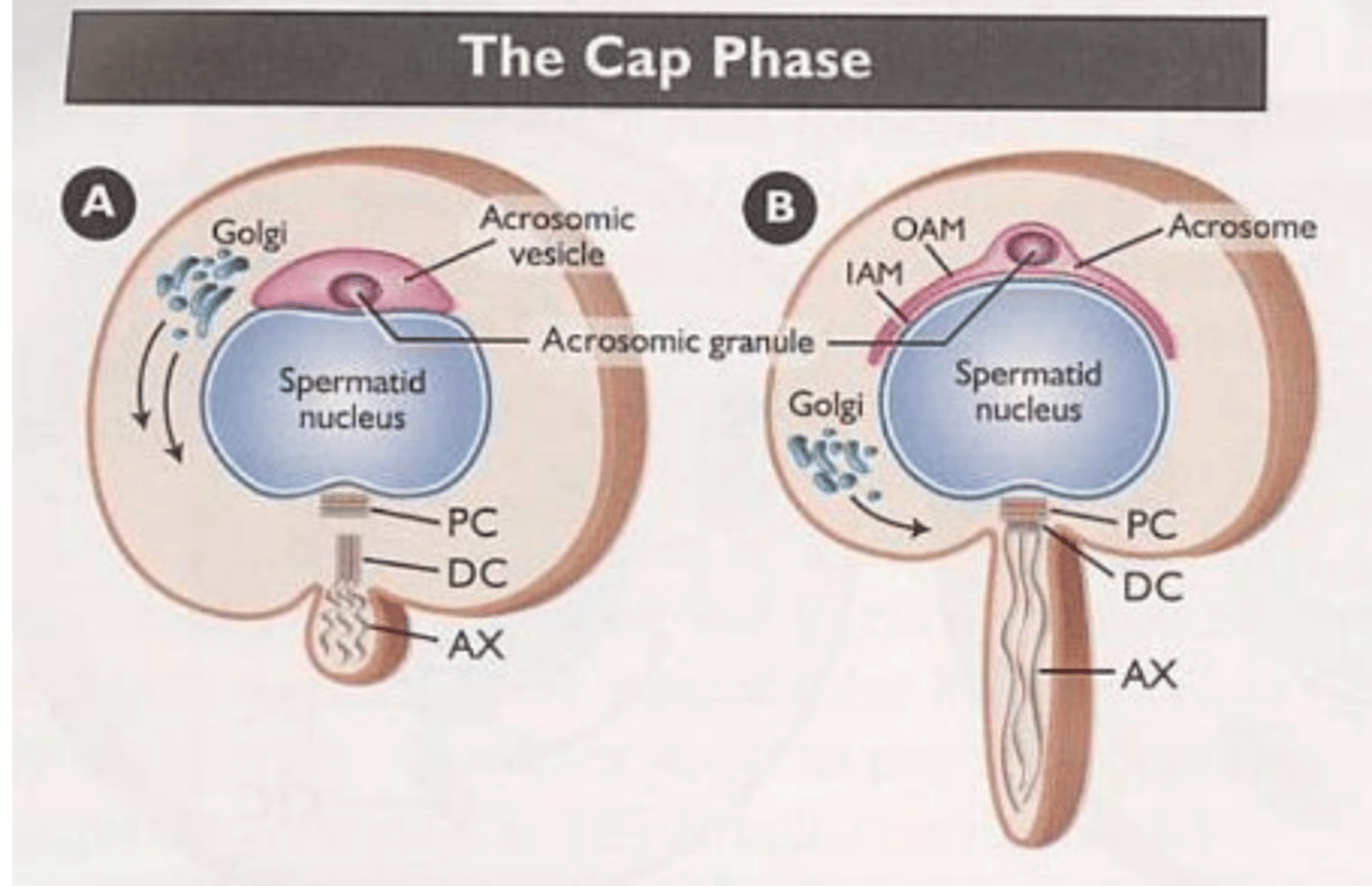 <p>acrosome</p><p>disappears</p><p>primitive flagellum begins to project</p>