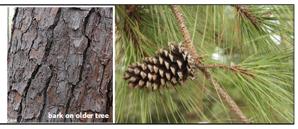 <p>Pinaceae<br>Pinus taeda</p>