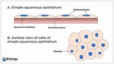 <p>simple squamous </p>