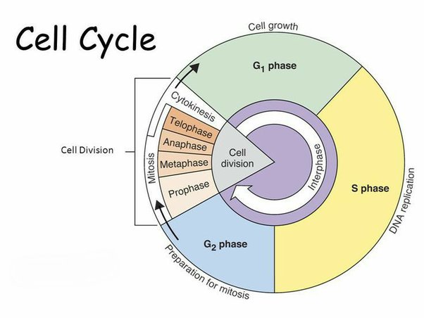 <p>Interphase</p><ol><li><p>G1 phase</p></li><li><p>Synthesis phase</p></li><li><p>G2 phase</p></li></ol><p>Mitosis</p><ol><li><p>prophase</p></li><li><p>metaphase</p></li><li><p>anaphase</p></li><li><p>telophase</p></li></ol><p>cytokinesis</p>