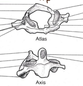 <p>atlas et axis</p><p>elles permettent de tourner la tête et de faire oui non, attention elles sont très fragile et si on casse on meure</p>