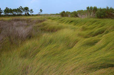 Marshhay cord grass