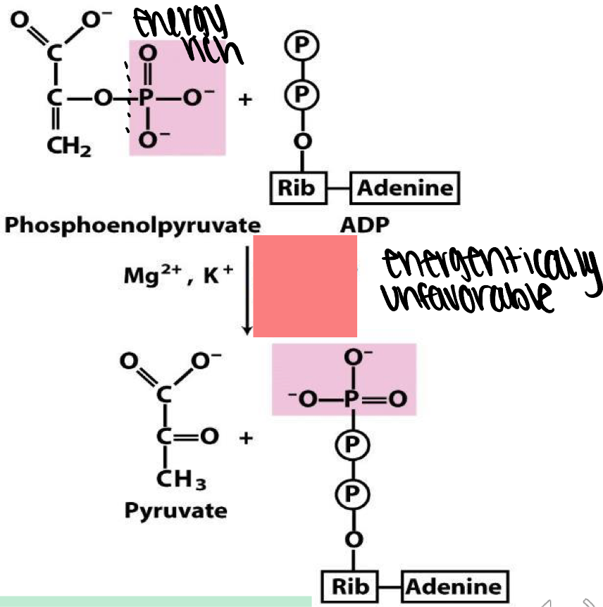 <p>what enzyme catalyzes if energy rich phosphate from PEP to ADP to make ATP </p>