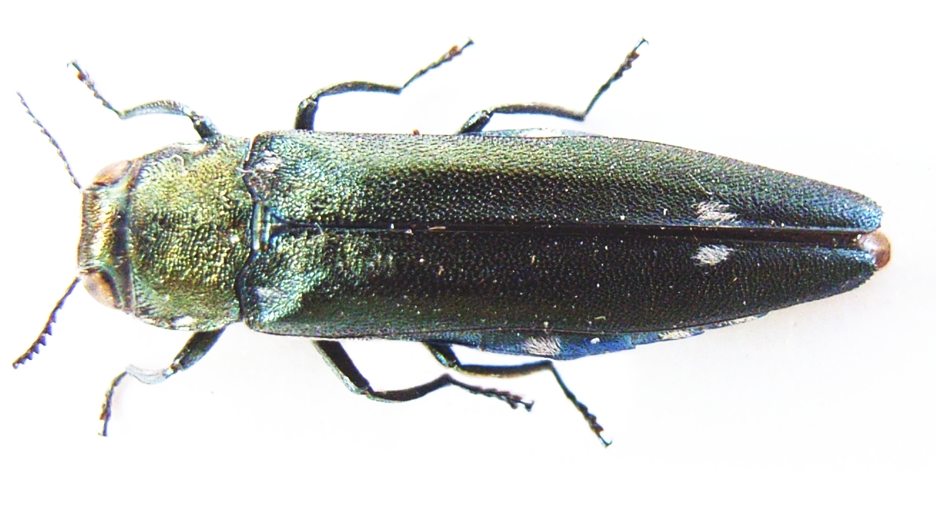 <p>Jewel beetles</p><p>Shape is generally cylindrical or elongate to ovoid</p>