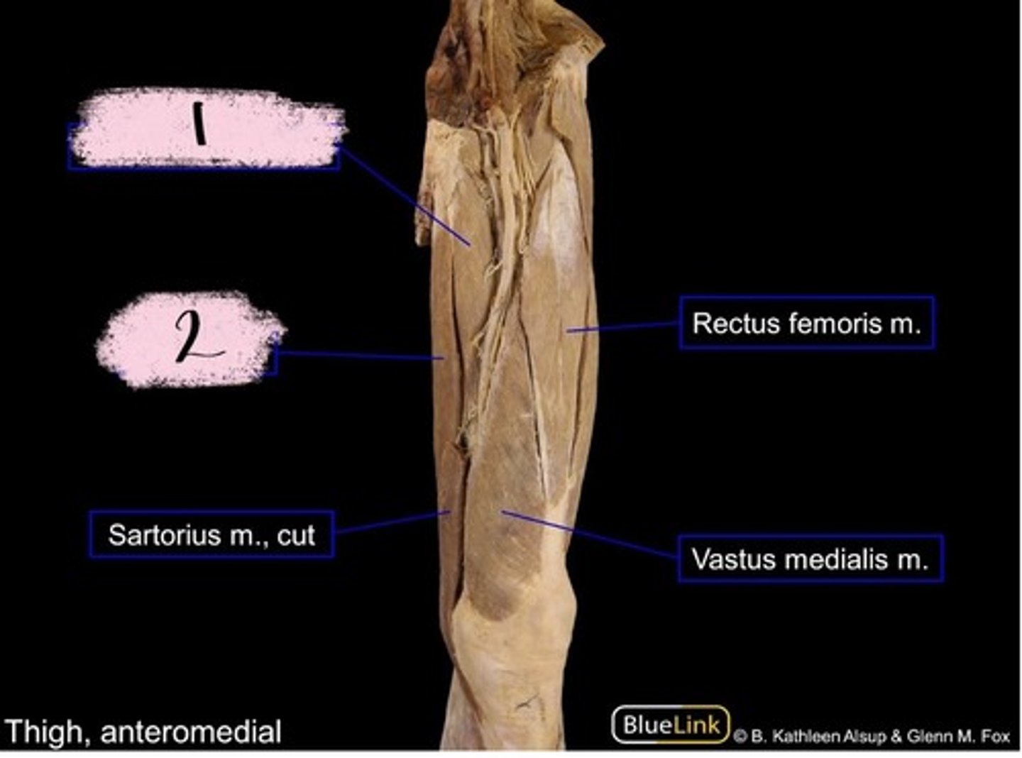 knowt flashcard image