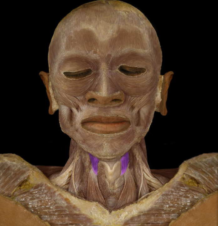 <ul><li><p>Action: Elevation of larynx, Depression of hyoid bone</p></li><li><p>Origin: Thyroid cartilage of larynx</p></li><li><p>Insertion: Hyoid bone</p></li><li><p>Innervation: Ventral ramus of C1 spinal nerve<br></p></li></ul><p></p>