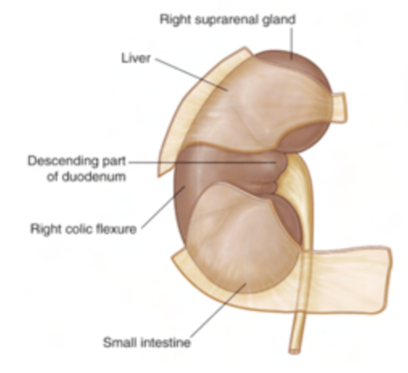 <p>the liver separated from the right kidney by peritoneum, onto which it presses against, making it be a little lower.</p>