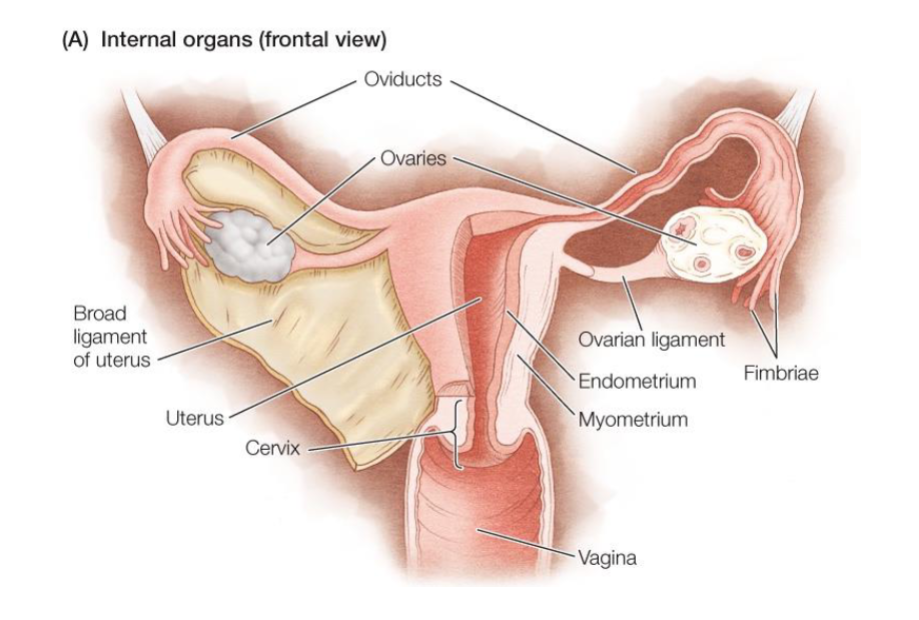 <ol><li><p><span style="background-color: transparent;"><span>Vagina: External orifice.</span></span></p></li><li><p><span style="background-color: transparent;"><span>Cervix: Muscular opening to the uterus.</span></span></p></li><li><p><span style="background-color: transparent;"><span>Uterus: Where the embryo must implant for a viable pregnancy. Implantation elsewhere (e.g., oviduct) is dangerous and non-viable.</span></span></p></li><li><p><span style="background-color: transparent;"><span>Oviducts (Fallopian Tubes): Site of fertilization.</span></span></p></li><li><p><span style="background-color: transparent;"><span>Ovaries: Produce and house the follicles (eggs).</span></span></p></li></ol><p></p>