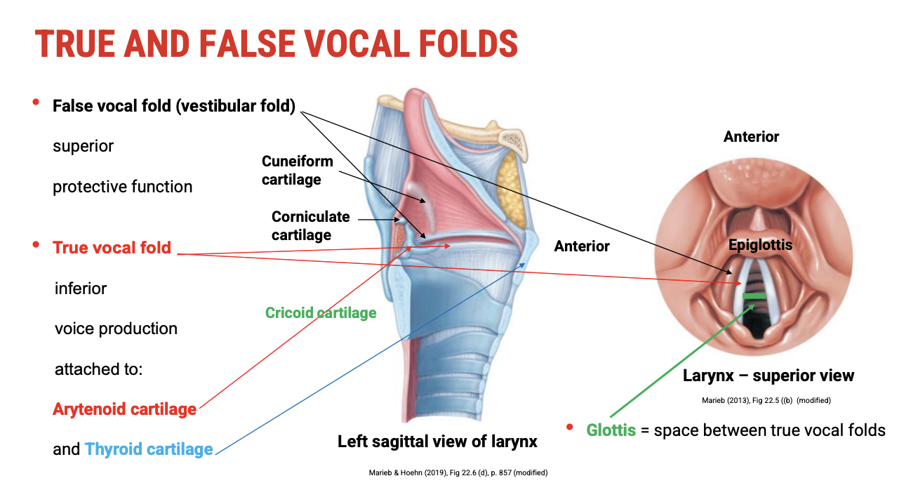 <p><span data-name="jigsaw" data-type="emoji">🧩</span><span><strong>&nbsp;Overview of the Folds</strong></span></p><p>The <span><strong>vocal folds (cords)</strong></span> are key components of the larynx. They are divided into <span><strong>false (vestibular)</strong></span> and <span><strong>true</strong></span> folds, each with distinct <span><strong>locations</strong></span>, <span><strong>structures</strong></span>, and <span><strong>functions</strong></span>.</p><p>&nbsp;</p><p><span data-name="small_blue_diamond" data-type="emoji">🔹</span><span><strong>&nbsp;False Vocal Folds (Vestibular Folds)</strong></span></p><ul><li><p><span><strong>Location</strong>:&nbsp;<strong>Superior</strong>&nbsp;to the true vocal folds</span></p></li><li><p><span><strong>Function</strong>:</span></p><ul><li><p><span><strong>Protective</strong>&nbsp;— help close the airway during swallowing</span></p></li><li><p><span>Not involved in normal phonation (sound production)</span></p></li></ul></li><li><p><span><strong>Structure</strong>:</span></p><ul><li><p><span>Composed of&nbsp;<strong>mucosa</strong>&nbsp;and&nbsp;<strong>vestibular ligament</strong></span></p></li><li><p><span>Contain&nbsp;<strong>few muscle fibres</strong></span></p></li></ul></li><li><p><span><strong>Why “Vestibular”?</strong></span></p><ul><li><p><span>“Vestibule” refers to an entrance — these folds form the&nbsp;<strong>roof of the laryngeal vestibule</strong>, guarding the airway entrance</span></p></li></ul></li><li><p><span><strong>Clinical note</strong>: Can contribute to&nbsp;<strong>ventricular phonation</strong>&nbsp;(a voice disorder where false folds are used to compensate)</span></p></li></ul><p>&nbsp;</p><p><span data-name="small_orange_diamond" data-type="emoji">🔸</span><span><strong>&nbsp;True Vocal Folds</strong></span></p><ul><li><p><span><strong>Location</strong>:&nbsp;<strong>Inferior</strong>&nbsp;to the false vocal folds</span></p></li><li><p><span><strong>Function</strong>:</span></p><ul><li><p><span><strong>Voice production</strong>&nbsp;(phonation)</span></p></li><li><p><span>Contribute to&nbsp;<strong>airway protection and control</strong></span></p></li></ul></li><li><p><span><strong>Attachments</strong>:</span></p><ul><li><p><span><strong>Posteriorly</strong>&nbsp;to the&nbsp;<strong>arytenoid cartilages</strong></span></p></li><li><p><span><strong>Anteriorly</strong>&nbsp;to the&nbsp;<strong>inner surface of the thyroid cartilage</strong>&nbsp;(at the midline)</span></p></li></ul></li><li><p><span><strong>Structure</strong>:</span></p><ul><li><p><span>Formed by the&nbsp;<strong>vocal ligament</strong>&nbsp;and&nbsp;<strong>vocalis muscle</strong>&nbsp;(part of thyroarytenoid)</span></p></li><li><p><span>Covered by&nbsp;<strong>stratified squamous epithelium</strong>&nbsp;(due to mechanical stress)</span></p></li></ul></li><li><p><span><strong>Highly dynamic</strong>: Tension, length, and position change with voice and breathing</span></p></li></ul><p>&nbsp;</p><p><span data-name="white_square_button" data-type="emoji">🔳</span><span><strong>&nbsp;Glottis</strong></span></p><ul><li><p><span><strong>Definition</strong>: The&nbsp;<strong>space between the true vocal folds</strong></span></p></li><li><p><span><strong>Function</strong>:</span></p><ul><li><p><span>Opens (abducts) during breathing</span></p></li><li><p><span>Closes (adducts) during phonation or protective reflexes (e.g. coughing)</span></p></li></ul></li><li><p><span><strong>Importance</strong>: Acts as a&nbsp;<strong>sphincter</strong>&nbsp;to protect lower airways and control vocal tone</span></p></li></ul><p>&nbsp;</p><p><span data-name="baby" data-type="emoji">👶</span><span><strong>&nbsp;Relevance to Robert</strong></span></p><ul><li><p><span><strong>Voice issues</strong>&nbsp;in children often involve the&nbsp;<strong>true vocal folds</strong>&nbsp;— e.g. nodules, poor closure, or misuse</span></p></li><li><p><span><strong>Observation of glottic behaviour</strong>&nbsp;can reveal key pathologies (e.g. incomplete closure, asymmetry, or tension abnormalities)</span></p></li></ul><p></p>
