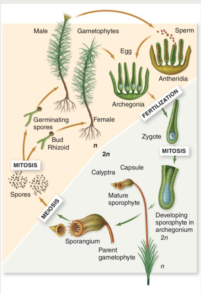 <p><strong>Bryophyta (Mosses)</strong></p>