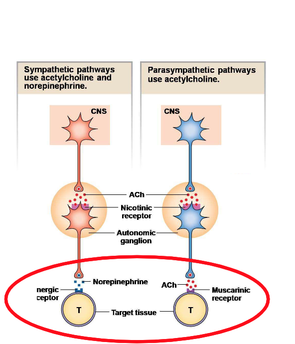 <p>How is it that the postganglionic axons projecting to the target tissue are an act of divergence?</p>