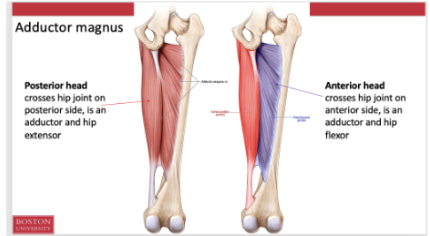 <ol><li><p><span style="background-color: transparent;"><span>Posterior head</span></span></p><ol><li><p><span style="background-color: transparent;"><span>Crosses the hip joint on the posterior side and is an addu tor an dhip extnsor</span></span></p></li></ol></li><li><p><span style="background-color: transparent;"><span>Anteirro head</span></span></p><ol><li><p><span style="background-color: transparent;"><span>Crosses the hip joint on the anterior side and is an adductor and hip flexor</span></span></p></li></ol></li></ol><p></p>