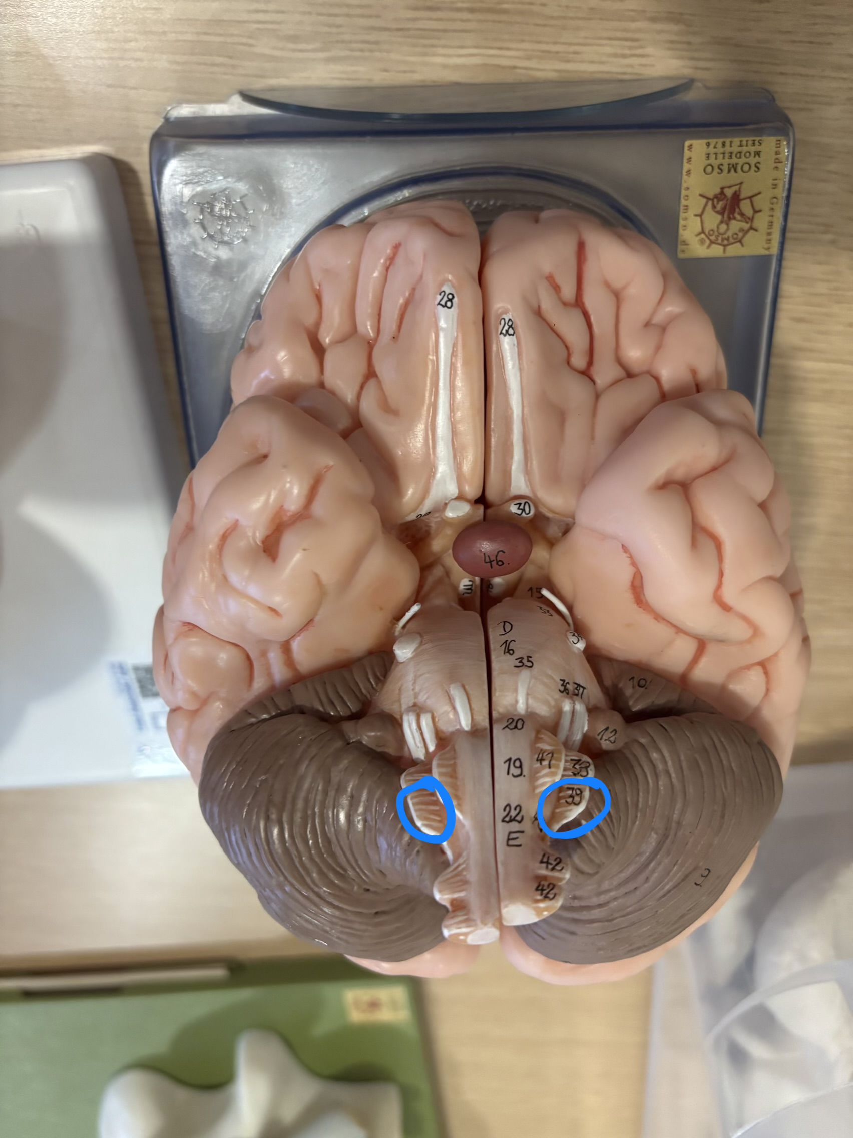 <p>What structure is this?</p>