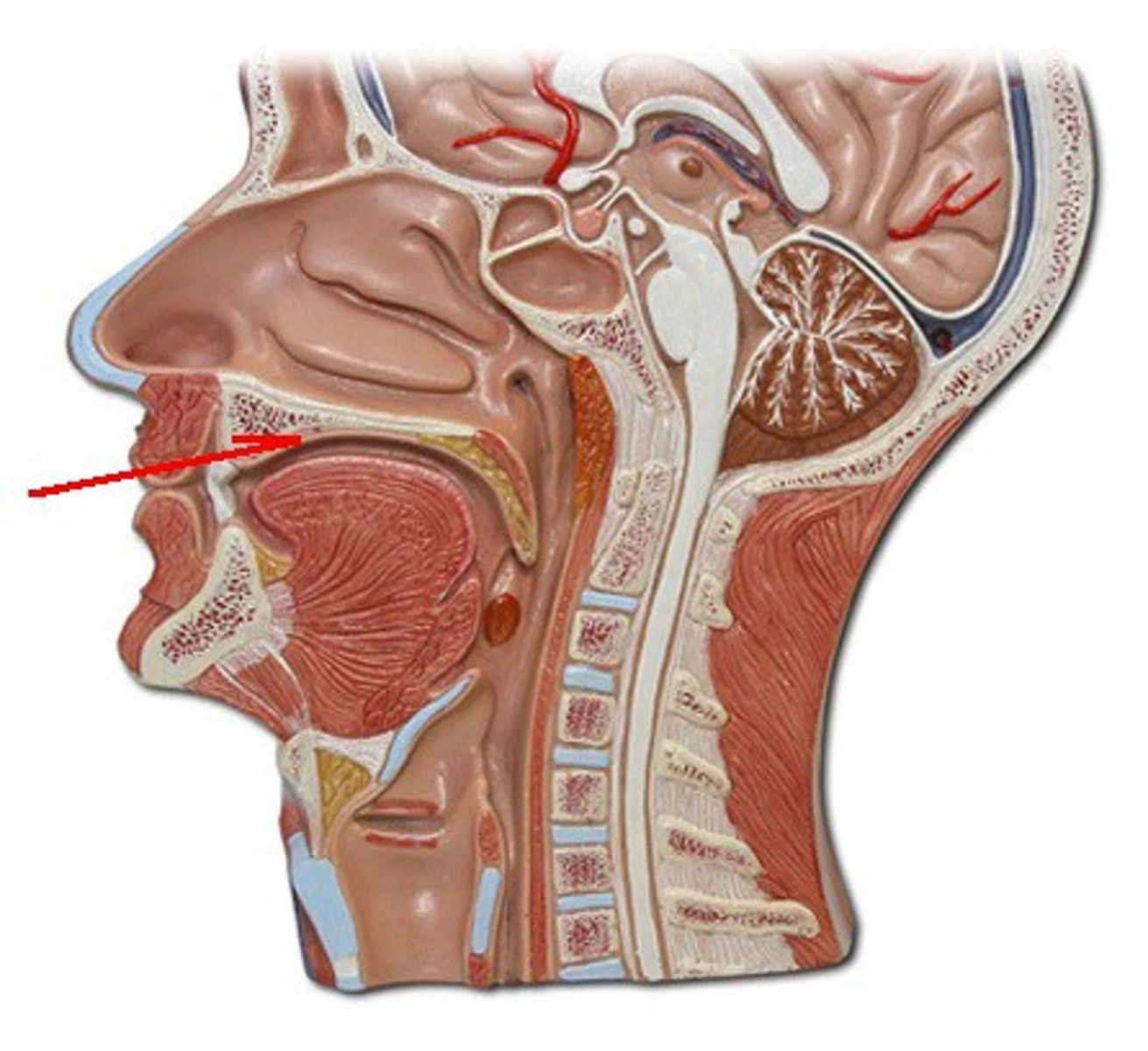 <p>Identify the structure, organ, or bone.</p>