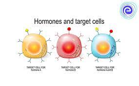 Hormone Action