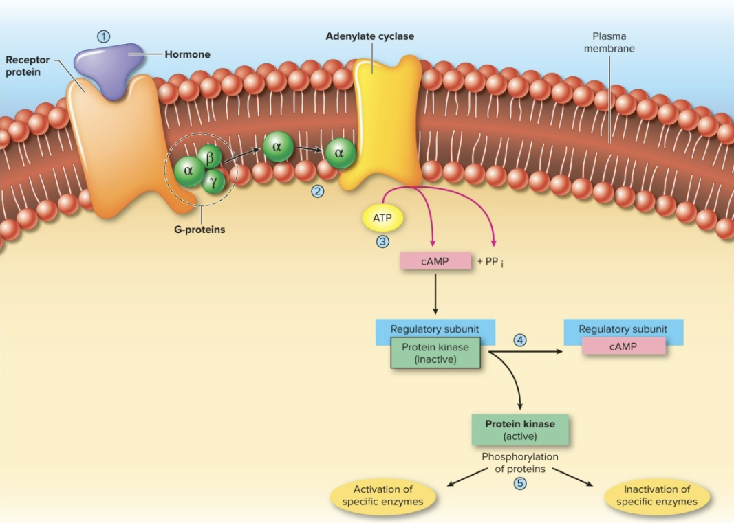 <p>1) <strong>stimulates liver to hydrolyze glycogen</strong> into glucose &amp; release it into the blood</p><p>2) <strong>stimulates gluconeogenesis conversion </strong>of noncarbohydrates (amino acids, lactate) into glucose</p><p>3) <strong>stimulates lipolysis in adipose tissue </strong>so fat is released and used as a fuel source instead of glucose</p>