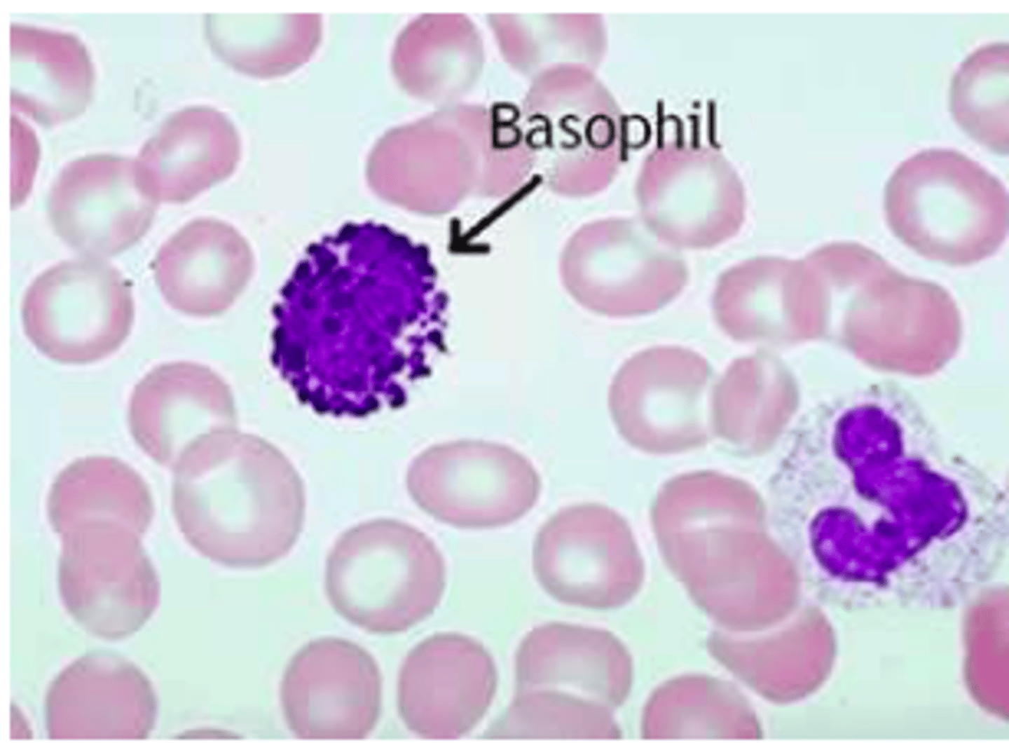 <p>Udgør omkring 1%</p><p>Deres funktion er at inducere inflammation, samt aktivere eller inhibere de andre leukocytter.</p><p>Deres primære funktion er degranulering og dermed hører de ikke under fagocytterne.</p><p>De indeholder en lang række sekretorisk granula og spiller en stor rille i antiparasitisk immunitet og allergiske reaktioner.</p><p>De binder til overfladen af organismer der er for store til at blive fagocyteret og frigiver indholdet i deres granula.</p>