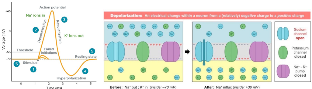 As a stimulus reaches the membrane, sodium channels open allowing the Na+ to flow in, depolarizing the membrane and making it less negative. 
