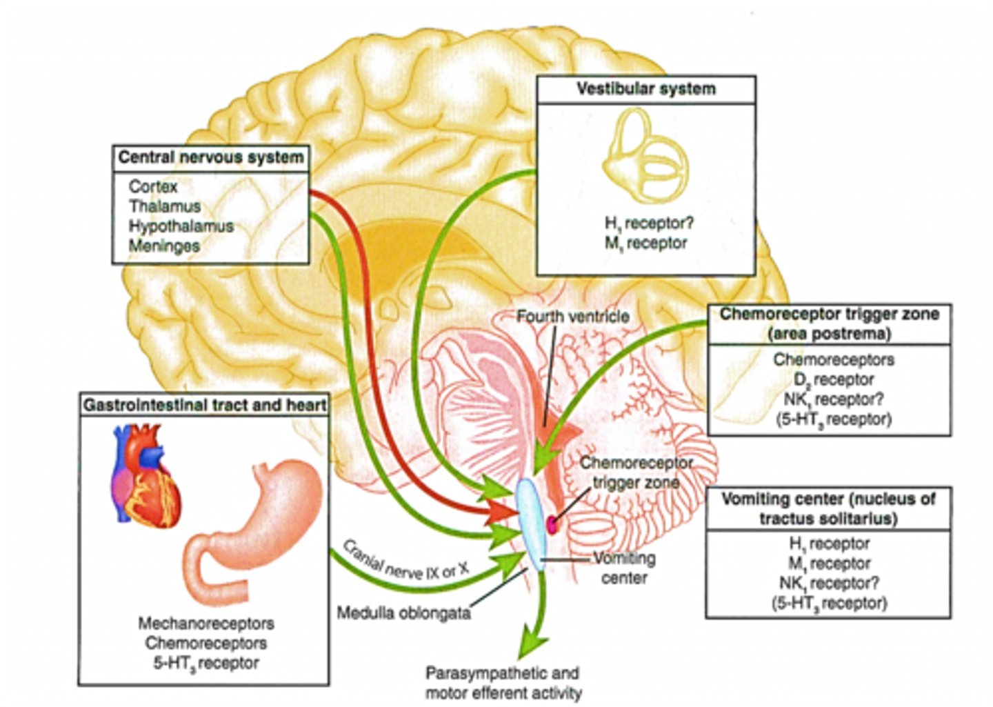 <p>What part in the brainstem (specifically in the Medulla Oblongata) triggers vomiting?</p>