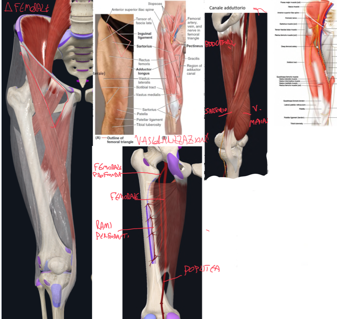 <p>Vascolarizzazione:</p><ul><li><p>Arteria Femorale per il compartimento anteriore (iliaca esterna → comune → aorta addominale)</p></li><li><p>Arteria Femorale Profonda (ramo della femorale) per compartimento mediale e posteriore → da questa originano rami perforanti che attraversano la parte aponeurotica (adduttoria) del grande adduttore e raggiungono il compartimento posteriore.</p></li></ul><p>Triangolo Femorale:</p><ul><li><p>Limiti:</p><ul><li><p>Superiormente legamento inguinale</p></li><li><p>Lateralmente il sartorio</p></li><li><p>Medialmente adduttore lungo</p></li><li><p>Pavimento pettineo e ileopsoas</p></li><li><p>Tetto fascia lata, sottocute e cute</p></li></ul></li><li><p>Contenuto:</p><ul><li><p>Nervo Femorale e rami</p></li><li><p>Arteria e vena femorale (reperibili per incannulazione o prelievi)</p></li><li><p>Vasi linfatici e alcuni linfonodi</p></li></ul></li></ul><p>Canale Adduttorio:</p><ul><li><p>Dall’apice del triangolo femorale allo iato adduttorio</p></li><li><p>Pareti:</p><ul><li><p>Anteromediale il sartorio</p></li><li><p>Posteriore adduttore grande e lungo</p></li><li><p>Anterolaterale il vasto mediale</p></li></ul></li><li><p>Contenuto:</p><ul><li><p>Arterie e vena femorale</p></li><li><p>Vasi linfatici</p></li><li><p>Nervo Safeno (ramo del nervo femorale da cui prende solo fibre sensitive) → questo non attraversa tutto il canale, distalmente lo abbandona anteriormente e decorre verso il ginocchio.</p></li></ul></li></ul><p></p>
