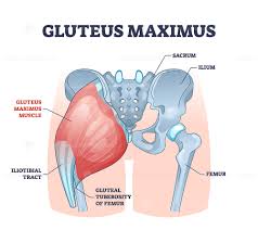 <p>Gluteus maximus</p>