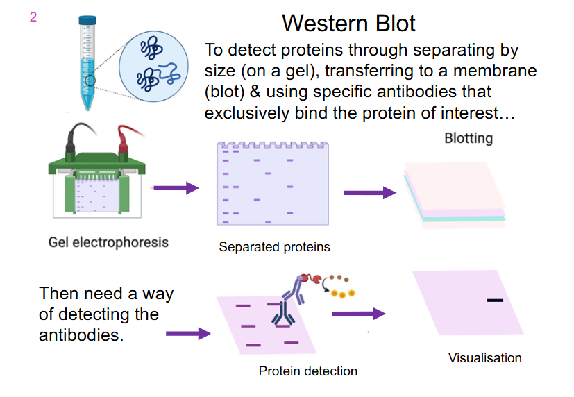 <p>Western Blot</p>