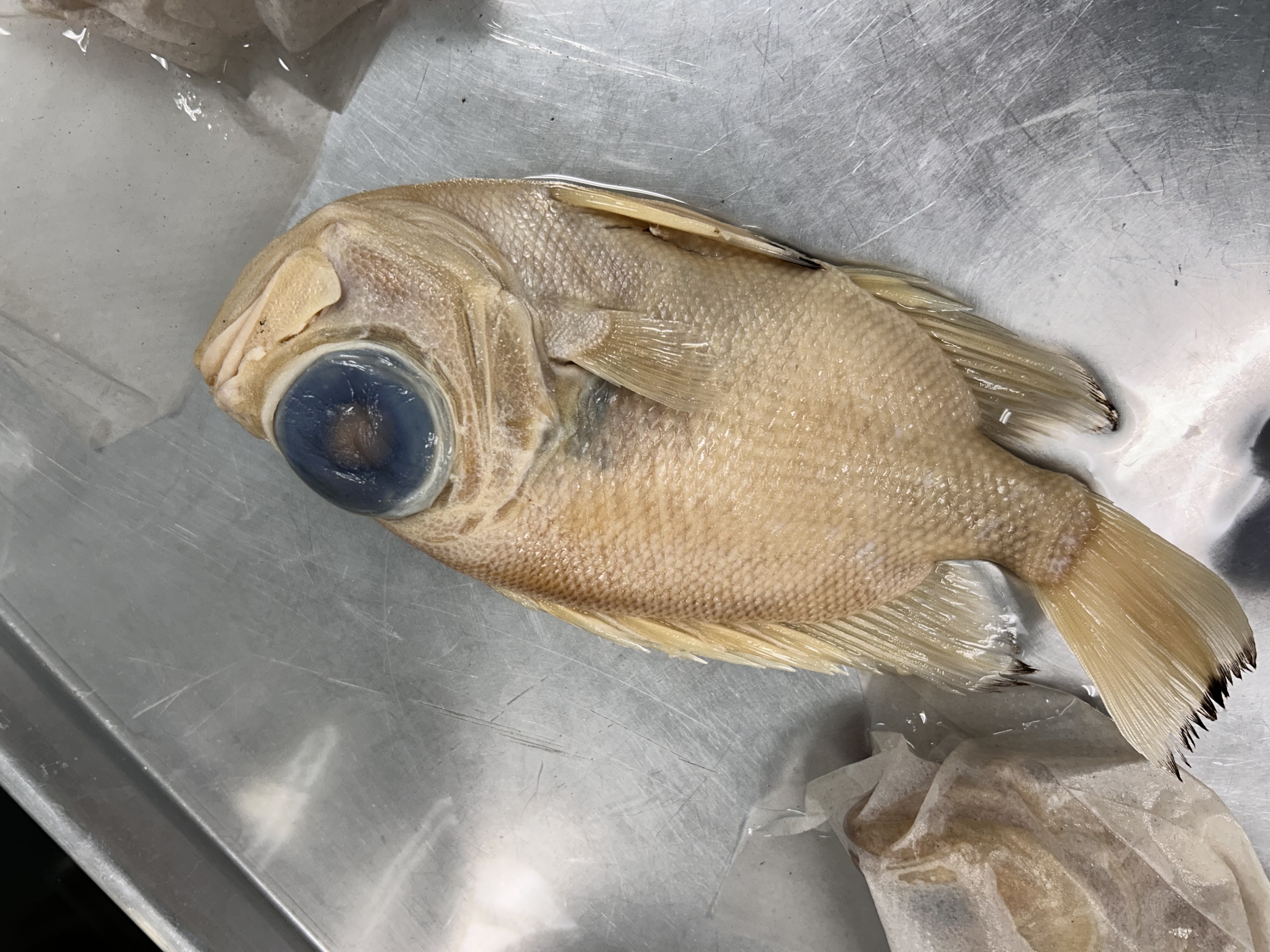 <p>short bigeye</p>