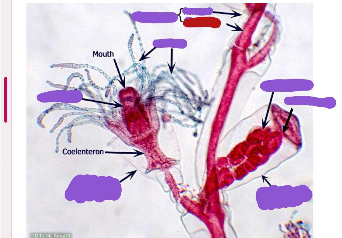 <p>Identify the red structure</p>