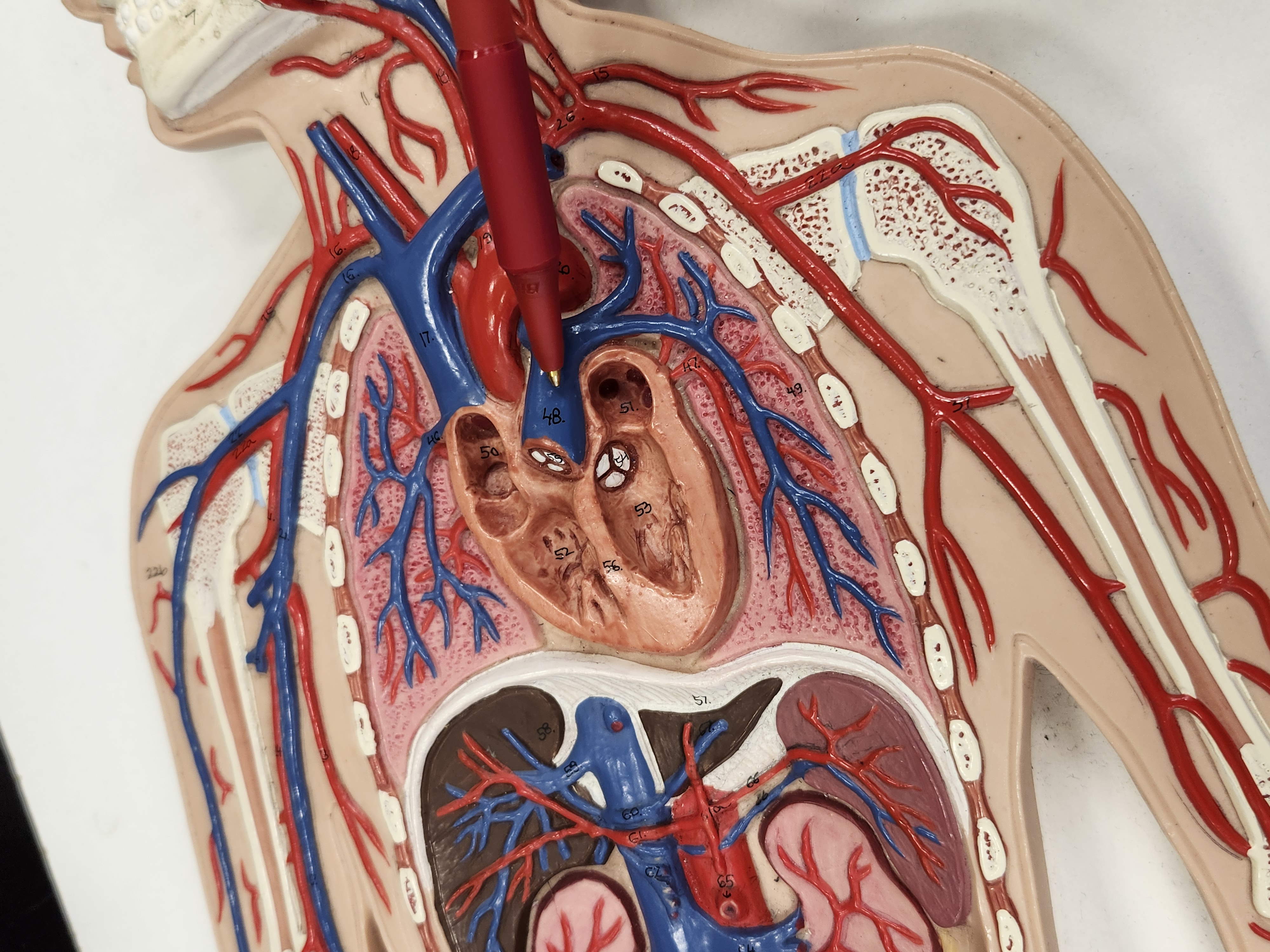 knowt flashcard image