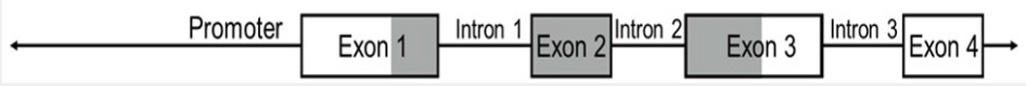 <p>T/F: The polyA signal sequence is in exon 4.</p>