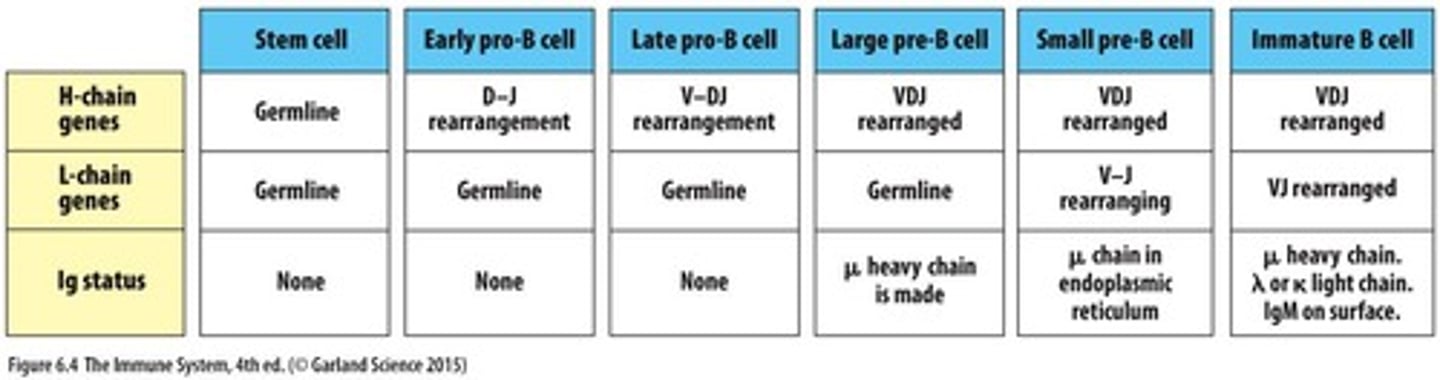 <p>Rearrangement of immunoglobulin (Ig) genes.</p>
