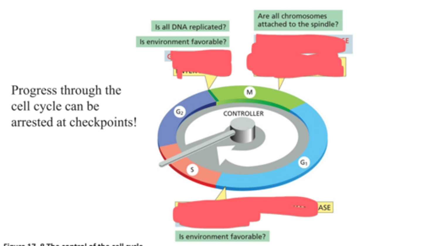 <p>Name the 3 major checkpoints and describe the events that occur at each checkpoint.</p>