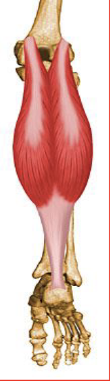 <p>Plantar flexes the ankle and assists in knee flexion</p><p>Antagonist: Tibialis Anterior</p>