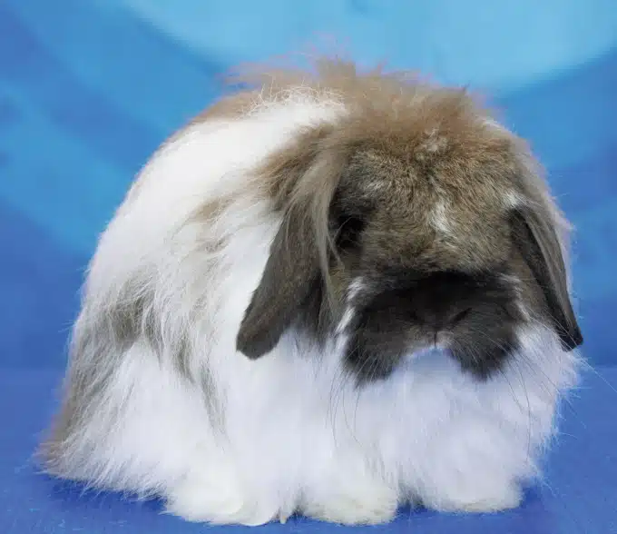 <p>What Breed Am I?</p>