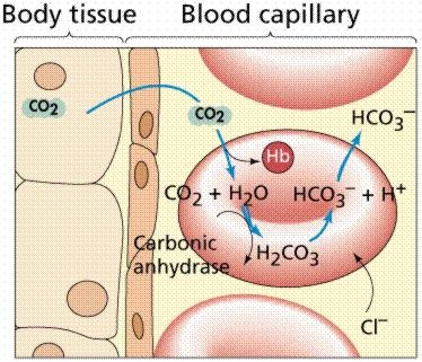 <p>A solution of a weak acid and its conjugate base or a weak base and its conjugate acid. B_______ maintain the proper pH of the body.</p><p>- About 5 to 7% of carbon dioxide is dissolved in plasma, and 85% of carbon dioxide is used to maintain acid-base or pH balance in the blood through the bicarbonate b______ system</p>