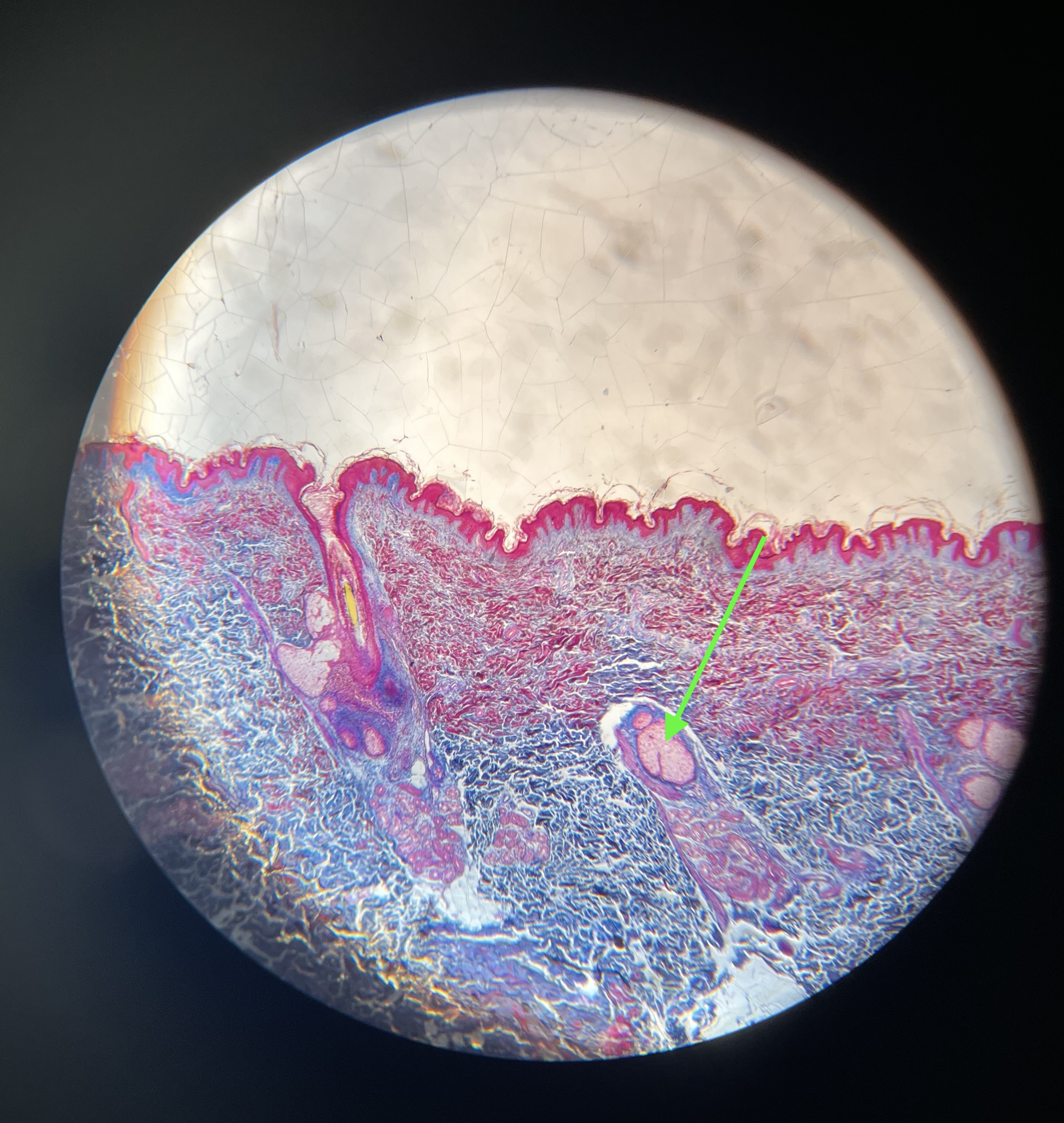 <p>produces oil to condition hair/fur</p>