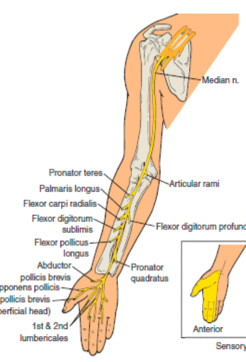 <p>Lateral to axillary artery; Enters forearm between two heads of pronator teres; enters hand via Carpal Tunnel</p>